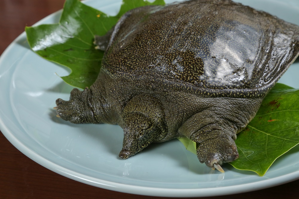 初めてすっぽんを食べる場合のおすすめの調理方法とは すこやかすっぽん